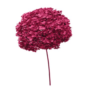 ΑΠΟΞΗΡΑΜΕΝA ΚΛΑΔΙΑ ΜΠΟΡΝΤΟ ΟΡΤΑΝΣΙΑ ΜΑΤΣΟ ~1-2τμχ - Υ55cm 20/ΚΙΒ