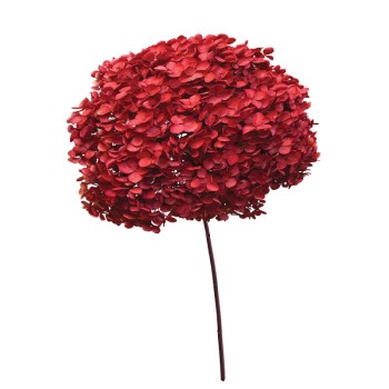 ΑΠΟΞΗΡΑΜΕΝA ΚΛΑΔΙΑ ΚΟΚΚΙΝΟ ΟΡΤΑΝΣΙΑ ΜΑΤΣΟ ~1-2τμχ - Υ55cm 20/ΚΙΒ