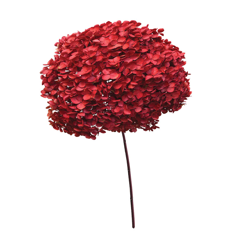 ΑΠΟΞΗΡΑΜΕΝA ΚΛΑΔΙΑ ΚΟΚΚΙΝΟ ΟΡΤΑΝΣΙΑ ΜΑΤΣΟ ~1-2τμχ - Υ55cm 20/ΚΙΒ