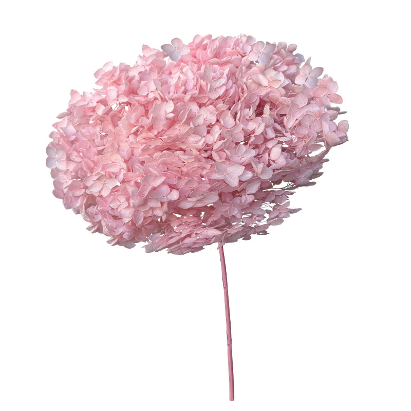 ΑΠΟΞΗΡΑΜΕΝA ΚΛΑΔΙΑ ΡΟΖ ΟΡΤΑΝΣΙΑ ΜΑΤΣΟ ~1-2τμχ - Υ55cm 20/ΚΙΒ