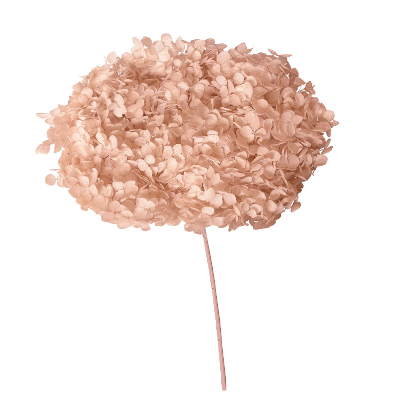 ΑΠΟΞΗΡΑΜΕΝA ΚΛΑΔΙΑ ΕΚΡΟΥ ΟΡΤΑΝΣΙΑ ΜΑΤΣΟ ~1-2τμχ - Υ55cm 20/ΚΙΒ