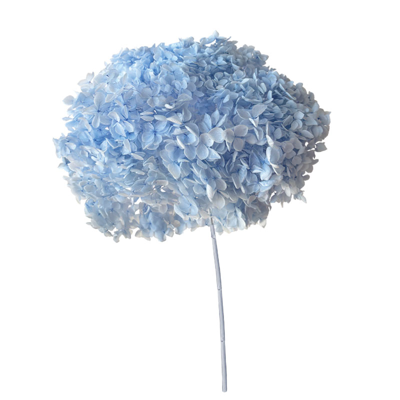 ΑΠΟΞΗΡΑΜΕΝA ΚΛΑΔΙΑ ΓΑΛΑΖΙΟ ΟΡΤΑΝΣΙΑ ΜΑΤΣΟ ~1-2τμχ - Υ55cm 20/ΚΙΒ