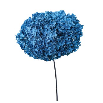 ΑΠΟΞΗΡΑΜΕΝA ΚΛΑΔΙΑ ΜΠΛΕ ΟΡΤΑΝΣΙΑ ΜΑΤΣΟ ~1-2τμχ - Υ55cm 20/ΚΙΒ