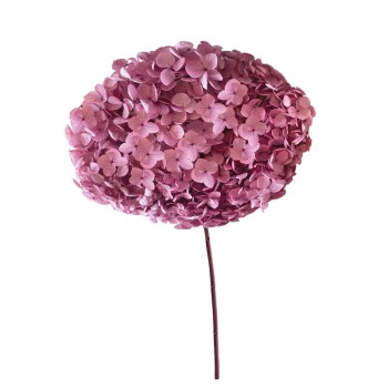 ΑΠΟΞΗΡΑΜΕΝA ΚΛΑΔΙΑ ΣΑΠΙΟ ΜΗΛΟ ΟΡΤΑΝΣΙΑ ΜΑΤΣΟ ~1-2τμχ - Υ55cm 20/ΚΙΒ