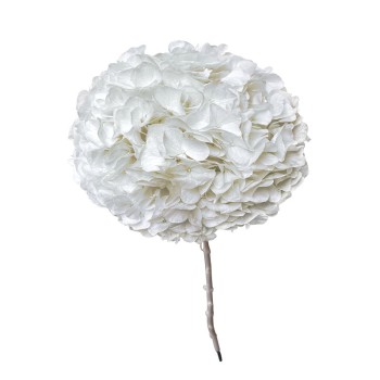 ΑΠΟΞΗΡΑΜΕΝA ΚΛΑΔΙΑ ΛΕΥΚΟ ΟΡΤΑΝΣΙΑ ΜΕΓΑΛΑ ΠΕΤΑΛΑ ΜΑΤΣΟ ~1-2τμχ - Υ65cm 20/ΚΙΒ