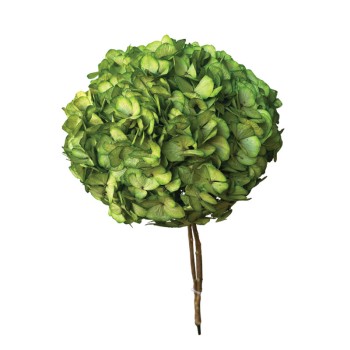 ΑΠΟΞΗΡΑΜΕΝA ΚΛΑΔΙΑ ΠΡΑΣΙΝΟ ΟΡΤΑΝΣΙΑ ΜΕΓΑΛΑ ΠΕΤΑΛΑ ΜΑΤΣΟ ~1-2τμχ - Υ65cm 20/ΚΙΒ