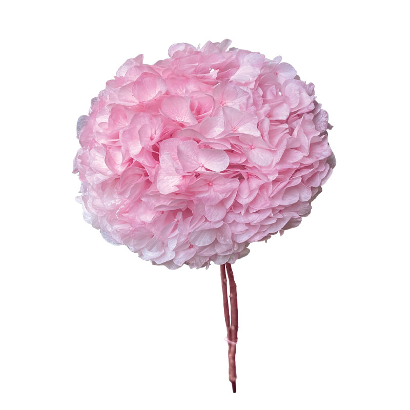 ΑΠΟΞΗΡΑΜΕΝA ΚΛΑΔΙΑ ΡΟΖ ΟΡΤΑΝΣΙΑ ΜΕΓΑΛΑ ΠΕΤΑΛΑ ΜΑΤΣΟ ~1-2τμχ - Υ65cm 20/ΚΙΒ