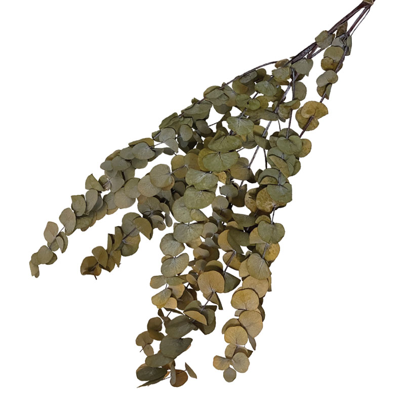 ΑΠΟΞΗΡΑΜΕΝA ΚΛΑΔΙΑ ΚΑΦΕ/ΠΡΑΣΙΝΟ ΕΥΚΑΛΥΠΤΟΣ ΜΑΤΣΟ 100g - Υ75-80cm 50/ΚΙΒ