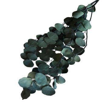 ΑΠΟΞΗΡΑΜΕΝA ΚΛΑΔΙΑ ΣΚΟΥΡΟ ΠΡΑΣΙΝΟ ΕΥΚΑΛΥΠΤΟΣ ΜΑΤΣΟ 100g - Υ75-80cm 50/ΚΙΒ