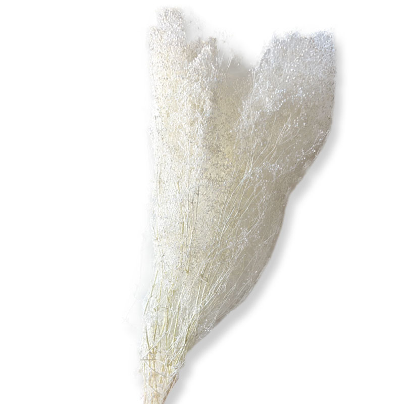 ΑΠΟΞΗΡΑΜΕΝA ΚΛΑΔΙΑ ΛΕΥΚΟ ΓΥΨΟΦΥΛΛΗ MILLION STARS ΜΑΤΣΟ 50gr - Y75-80cm 100/ΚΙΒ