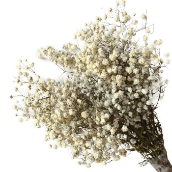 ΑΠΟΞΗΡΑΜΕΝA ΚΛΑΔΙΑ ΕΚΡΟΥ ΓΥΨΟΦΥΛΗ ΜΑΤΣΟ 100gr - Υ70-80cm 30/ΚΙΒ