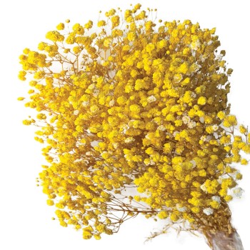 ΑΠΟΞΗΡΑΜΕΝA ΚΛΑΔΙΑ ΚΙΤΡΙΝΟ ΓΥΨΟΦΥΛΗ ΜΑΤΣΟ 100gr - Υ70-80cm 30/ΚΙΒ