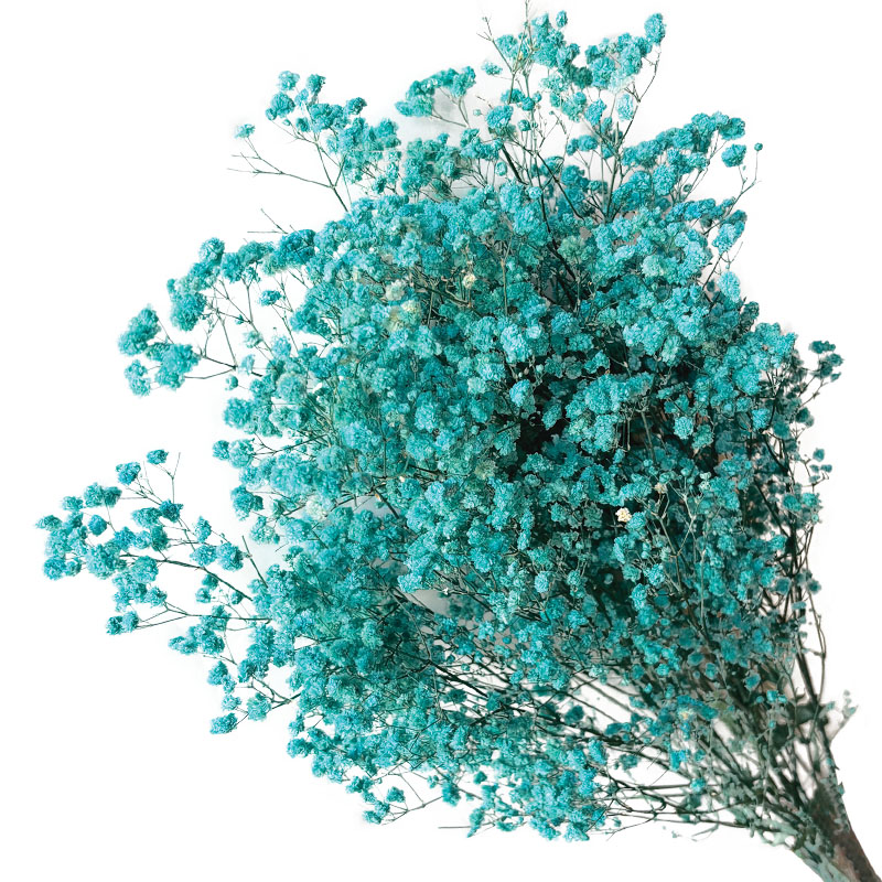 ΑΠΟΞΗΡΑΜΕΝA ΚΛΑΔΙΑ ΚΥΑΝΟ ΓΥΨΟΦΥΛΗ ΜΑΤΣΟ 100gr - Υ70-80cm 30/ΚΙΒ