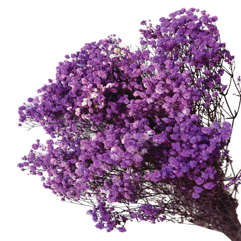 ΑΠΟΞΗΡΑΜΕΝA ΚΛΑΔΙΑ ΜΩΒ ΓΥΨΟΦΥΛΗ ΜΑΤΣΟ 100gr - Υ70-80cm 30/ΚΙΒ