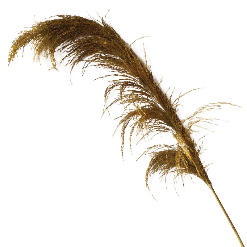 ΑΠΟΞΗΡΑΜΕΝΟ ΚΛΑΔΙ ΚΙΤΡΙΝΟ ΠΑΜΠΑΣ 1τμχ - Υ70-120cm 60/ΚΙΒ