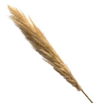 ΑΠΟΞΗΡΑΜΕΝΟ ΚΛΑΔΙ ΕΚΡΟΥ ΦΛΑΦΥ ΠΑΜΠΑΣ 1τμχ - Y100-120cm 60/ΚΙΒ