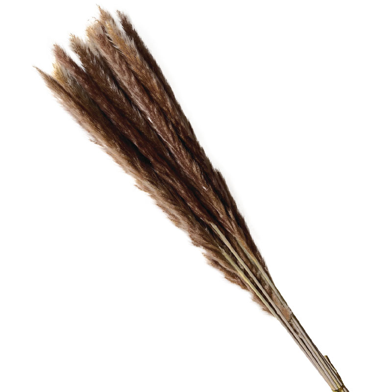 ΑΠΟΞΗΡΑΜΕΝΑ ΚΛΑΔΙΑ ΚΑΦΕ ΜΙΝΙ ΠΑΜΠΑΣ ΜΑΤΣΟ ~15τμχ - Y75-80cm 130/ΚΙΒ