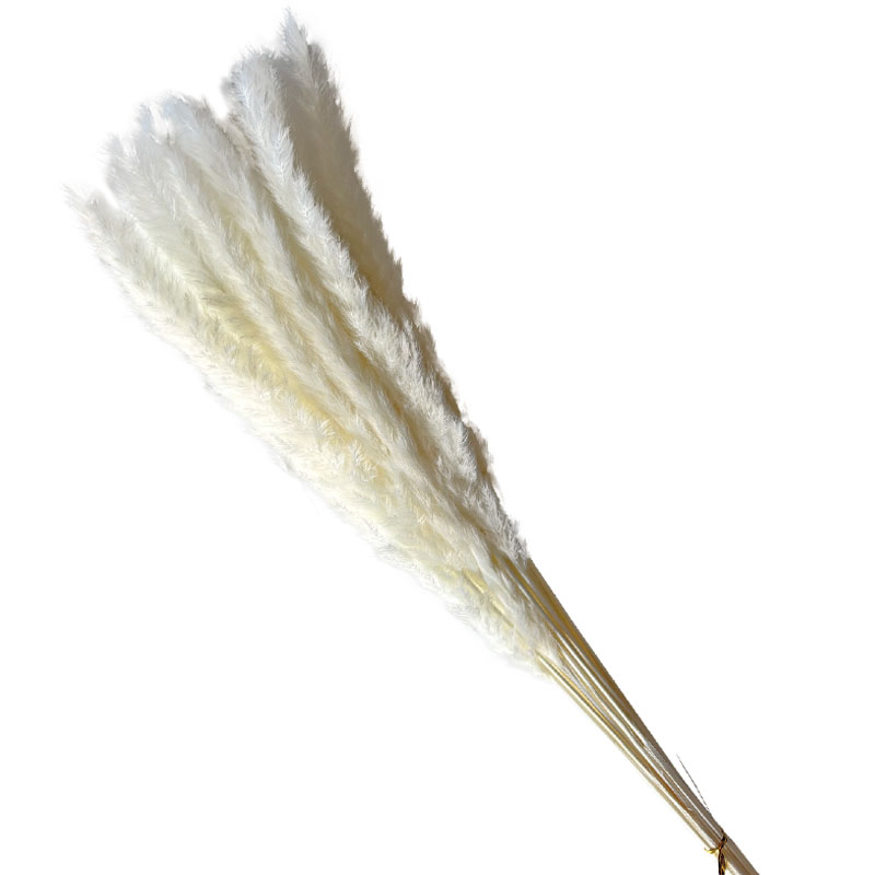 ΑΠΟΞΗΡΑΜΕΝΑ ΚΛΑΔΙΑ ΕΚΡΟΥ ΜΙΝΙ ΠΑΜΠΑΣ ΜΑΤΣΟ ~15τμχ - Y75-80cm 130/ΚΙΒ