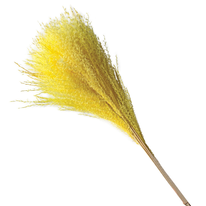 ΑΠΟΞΗΡΑΜΕΝA ΚΛΑΔΙΑ ΚΙΤΡΙΝΟ ΠΑΜΠΑΣ ΓΚΡΑΣΣ ΜΑΤΣΟ ~10τμχ - Υ65cm 150/ΚΙΒ