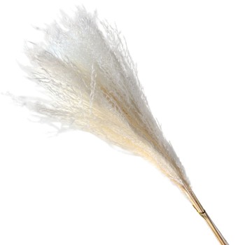 ΑΠΟΞΗΡΑΜΕΝA ΚΛΑΔΙΑ ΛΕΥΚΟ ΠΑΜΠΑΣ ΓΚΡΑΣΣ ΜΑΤΣΟ ~10τμχ - Υ65cm 150/ΚΙΒ