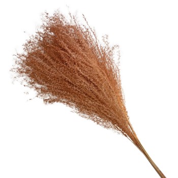 ΑΠΟΞΗΡΑΜΕΝA ΚΛΑΔΙΑ ΚΑΦΕ ΠΑΜΠΑΣ ΓΚΡΑΣΣ ΜΑΤΣΟ ~10τμχ - Υ65cm 150/ΚΙΒ