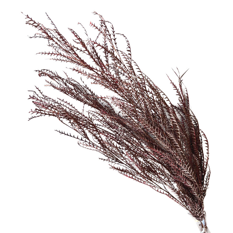 ΑΠΟΞΗΡΑΜΕΝΑ ΚΡΑΣΟΥΛΙ ΚΛΑΔΙΑ ΦΤΕΡΗΣ ΜΑΤΣΟ ~3τμχ - Υ120cm 70/ΚΙΒ