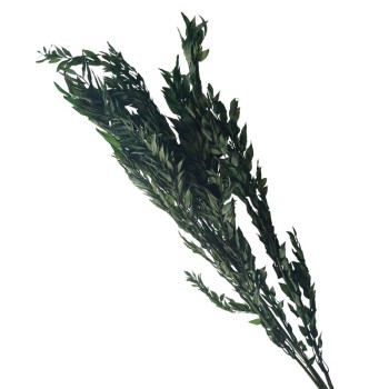 ΑΠΟΞΗΡΑΜΕΝA ΠΡΑΣΙΝΑ ΚΛΑΔΙΑ ΡΟΥΣΚΟΣ ΜΑΤΣΟ 40-50g - Υ70cm 80/ΚΙΒ