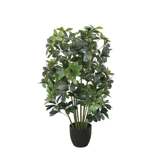 ΔΕΝΤΡΟ ΣΕΦΛΕΡΑ ΣΕ ΚΑΣΠΩ - Υ95cm 2/KIB ΔΕΝΤΡΟ ΣΕΦΛΕΡΑ ΣΕ ΚΑΣΠΩ - Υ95cm 2/KIB