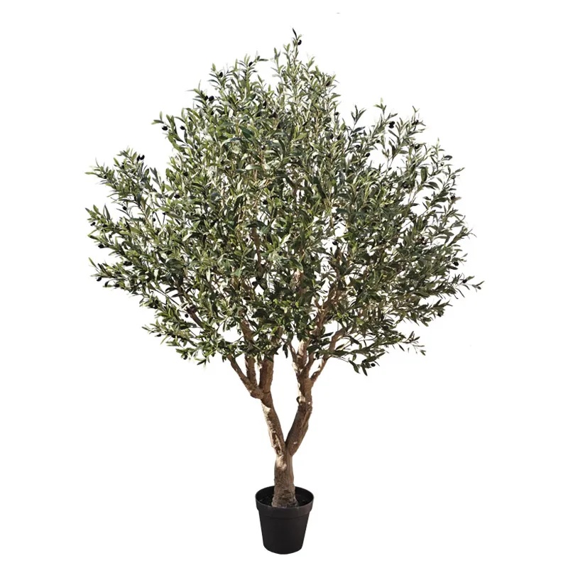 ΔΕΝΤΡΟ ΕΛΙΑΣ ΣΕ ΓΛΑΣΤΡΑ ΣΥΝΑΡΜΟΛΟΓΟΥΜΕΝΟ - Υ250cm 1/KIB