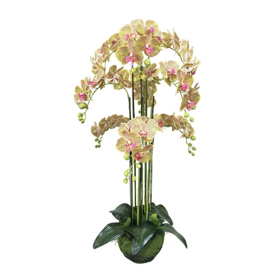 ΦΥΤΟ ΟΡΧΙΔΕΑ ΛΑΧΑΝΙ ΜΕ ΡΟΖ ΡΙΓΕΣ ΑΝΘΗ REAL TOUCH - Y118cm 1/KIB ΦΥΤΟ ΟΡΧΙΔΕΑ ΛΑΧΑΝΙ ΜΕ ΡΟΖ ΡΙΓΕΣ ΑΝΘΗ REAL TOUCH - Y118cm 1/KIB