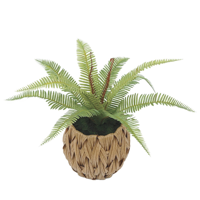 ΦΤΕΡΗ ΣΕ ΠΛΕΚΤΟ ΠΛΑΣΤΙΚΟ ΚΑΛΑΘΙ  ΚΑΦΕ-ΠΡΑΣΙΝΟ - Υ30cm 6/48ΚΙΒ