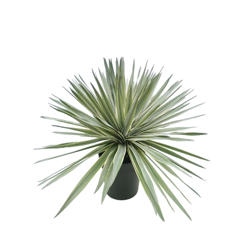 ΦΥΤΟ ΣΙΣΑΛ ΜΙΝΙ ΣΕ ΓΛΑΣΤΡΑ ΠΡΑΣΙΝΟ - Φ68x58cm 4/ΚΙΒ