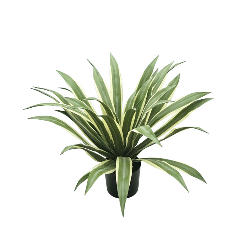 ΔΕΝΤΡΟ ΑΓΑΥΗ ΠΡΑΣΙΝΟ ΣΕ ΓΛΑΣΤΡΑ - 70cm 2/ΚΙΒ