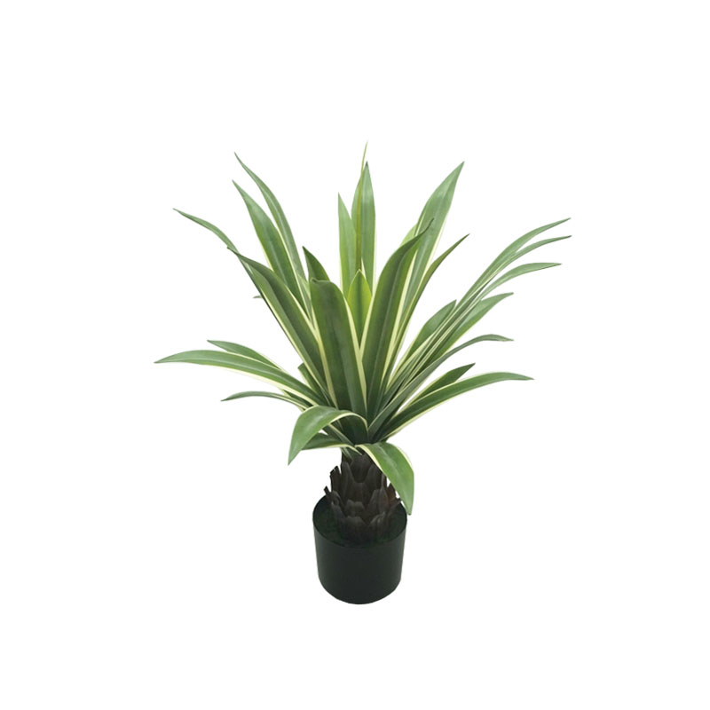 ΔΕΝΤΡΟ ΑΓΑΥΗ ΠΡΑΣΙΝΟ ΣΕ ΓΛΑΣΤΡΑ - 66cm 4/ΚΙΒ