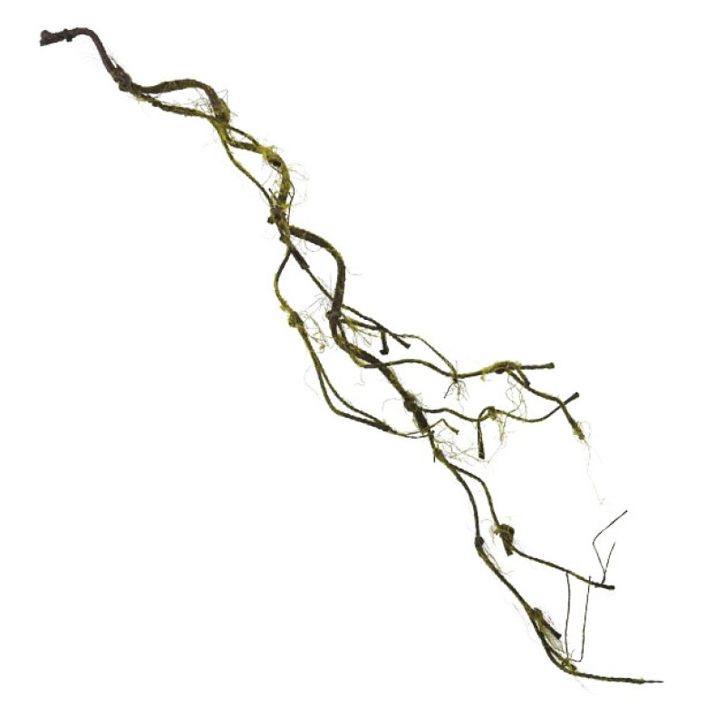 ΔΙΑΚΟΣΜΗΤΙΚΗ ΚΛΑΡΑ ΤΙΚ ΜΕ ΒΡΥΑ ΠΡΑΣΙΝΟ-ΚΑΦΕ  Y110cm - 12/72ΚΙΒ