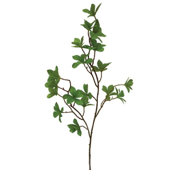 ΚΛΑΔΙ ΚΑΦΕ ΜΕ ΠΡΑΣΙΝΑ ΦΥΛΛΑ Y70cm. 36/360KIB ΚΛΑΔΙ ΚΑΦΕ ΜΕ ΠΡΑΣΙΝΑ ΦΥΛΛΑ Y70cm. 36/360KIB