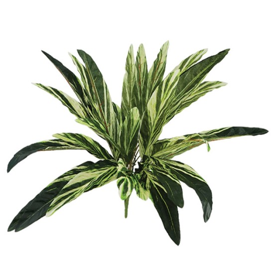ΡΙΖΑ ΦΥΛΛΟ ΔΡΑΚΑΙΝΑΣ Y58cm 24/144KIB ΡΙΖΑ ΦΥΛΛΟ ΔΡΑΚΑΙΝΑΣ Y58cm 24/144KIB