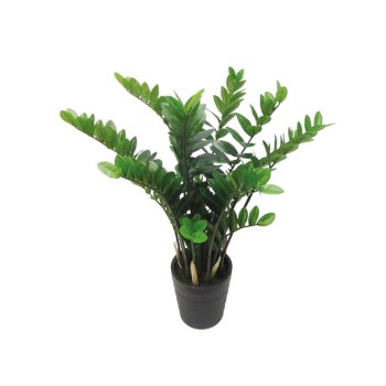 ΔΕΝΤΡΟ ΖΑΜΙΑ ΣΕ ΓΛΑΣΤΡΑ - Y110cm 1/4KIB