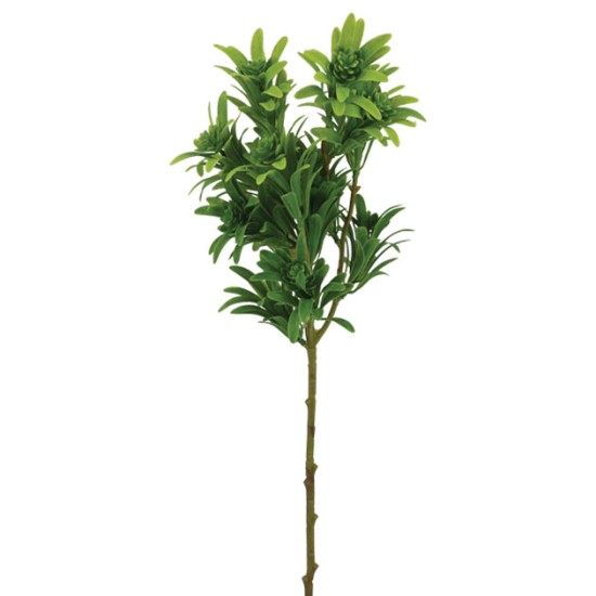 ΚΛΑΔΙ ΠΡΑΣΙΝΟ ΦΥΛΛΑΡΑΚΙ Y56cm 60/240KIB ΚΛΑΔΙ ΠΡΑΣΙΝΟ ΦΥΛΛΑΡΑΚΙ Y56cm 60/240KIB