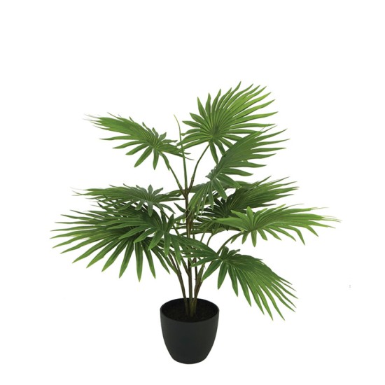 ΔΕΝΤΡΟ ΠΙΤΣΑΡΔΙΑ REAL TOUCH ΣΕ ΓΛΑΣΤΡΑ - Υ70cm 1/6KΙΒ ΔΕΝΤΡΟ ΠΙΤΣΑΡΔΙΑ REAL TOUCH ΣΕ ΓΛΑΣΤΡΑ - Υ70cm 1/6KΙΒ