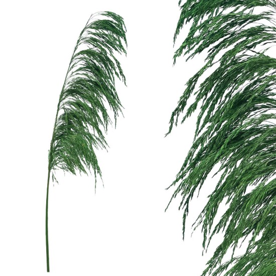 ΚΛΑΔΙ ΠΡΑΣΙΝΟ ΠΑΜΠΑΣ ΑΠΟΞΗΡΑΜΕΝΟ 1TMX Υ145~150cm,70~88cm ΤΟ ΑΝΘΟΣ-250/ΚΙΒ ΚΛΑΔΙ ΠΡΑΣΙΝΟ ΠΑΜΠΑΣ ΑΠΟΞΗΡΑΜΕΝΟ 1TMX Υ145~150cm,70~88cm ΤΟ ΑΝΘΟΣ-250/ΚΙΒ
