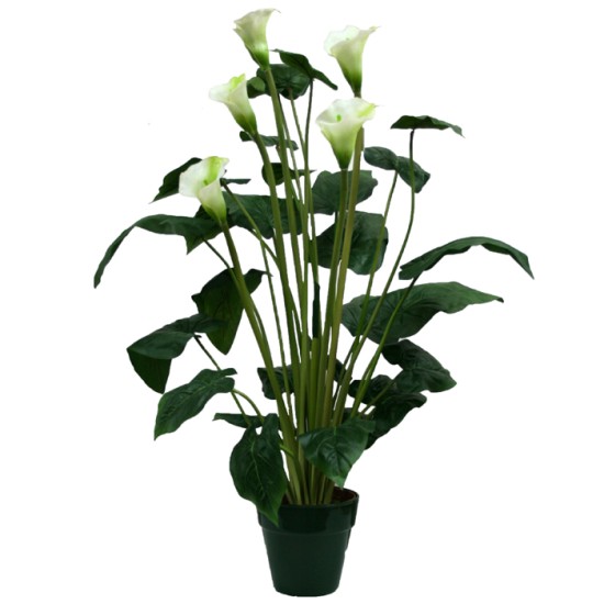 ΔΕΝΤΡΟ ΚΑΛΛΑΣ ΣΕ ΓΛΑΣΤΡΑ Y95cm. 4/KIB ΔΕΝΤΡΟ ΚΑΛΛΑΣ ΣΕ ΓΛΑΣΤΡΑ Y95cm. 4/KIB
