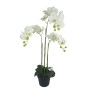 ΦΥΤΟ ΟΡΧΙΔΕΑ ΛΕΥΚΑ ΑΝΘΗ REAL TOUCH ΣΕ ΚΑΣΠΩ - Υ82cm 2/8ΚΙΒ