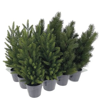 ΧΡΙΣΤOYΓENNIATIΚΑ ΜΙΝΙ ΕΛΑΤΑ 2 ΕΙΔΩΝ ΣΕ ΓΛΑΣΤΡΑΚΙΑ ΣΕΤ/12 - 34x26x29cm