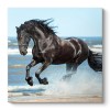 Πίνακας σε καμβά "Black Horse" Megapap ψηφιακής εκτύπωσης 60x60x3εκ.