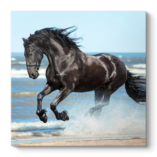 Πίνακας σε καμβά "Black Horse" Megapap ψηφιακής εκτύπωσης 60x60x3εκ. Πίνακας σε καμβά Black Horse Megapap ψηφιακής εκτύπωσης 60x60x3εκ.