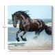 Πίνακας σε καμβά "Black Horse" Megapap ψηφιακής εκτύπωσης 60x60x3εκ. Πίνακας σε καμβά Black Horse Megapap ψηφιακής εκτύπωσης 60x60x3εκ.