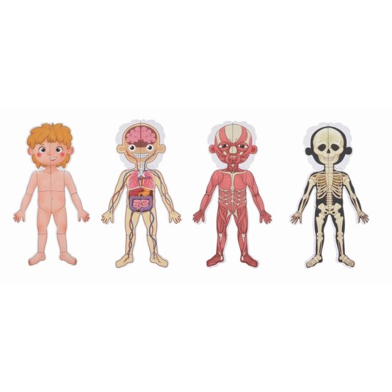 Body Magnetic Chart - TH842 Body Magnetic Chart - TH842