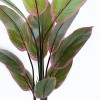 Διακοσμητικό φυτό σε γλάστρα Calathea Inart πράσινο Φ68x120εκ